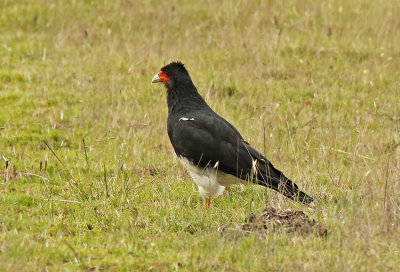 Mountain Caracara