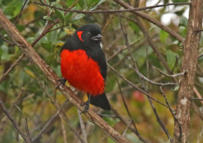 Scarlet-bellied Mountain-Tanager