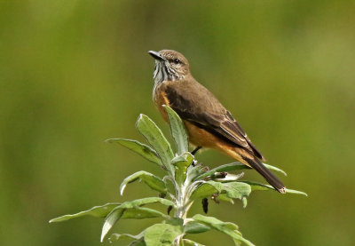 Streak-throated Bush-Tyrant