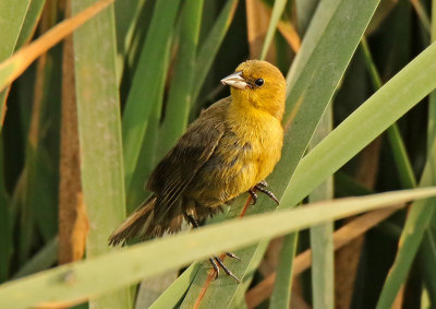 Yellow-hooded Blackbird