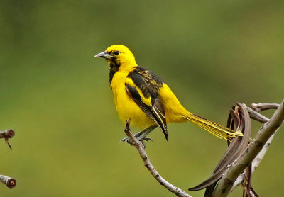 Yellow-tailed Oriole