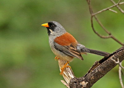 Buff-bridled Inca-Finch