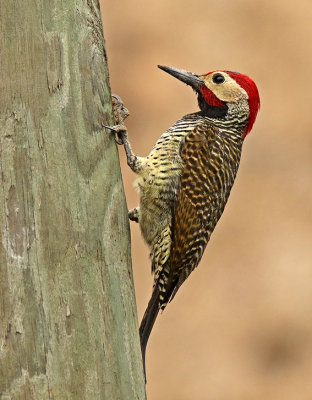 Black-necked Woodpecker