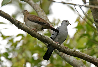 Blue Ground-Dove