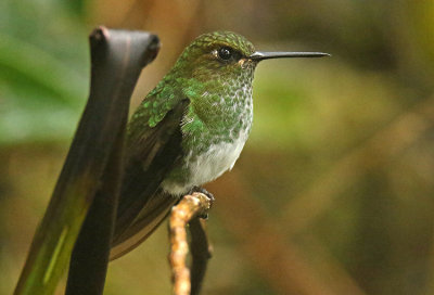 Greenish Puffleg