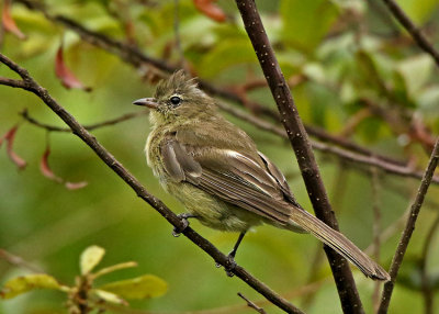 Highland Elaenia