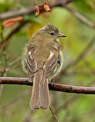 Highland Elaenia