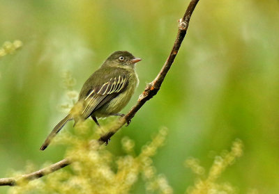 Mishana Tyrannulet