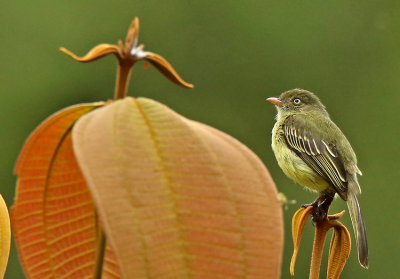 Mishana Tyrannulet