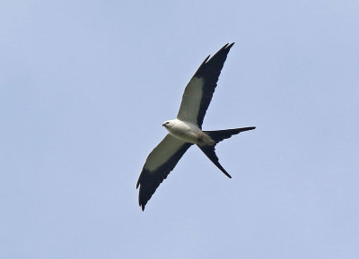 Swallow-tailed Kite