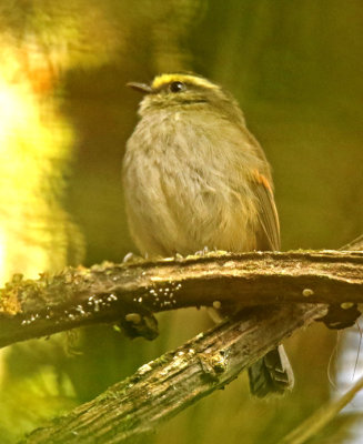 Golden-browed Chat-Tyrant