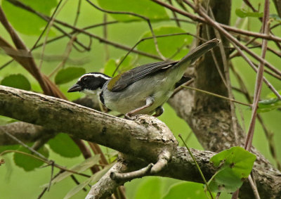 Black-capped Sparrow