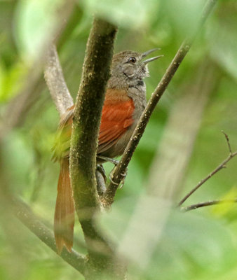 Marañon Spinetail