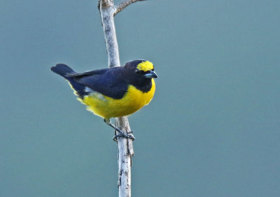 Purple-throated Euphonia