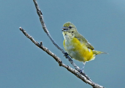 Purple-throated Euphonia