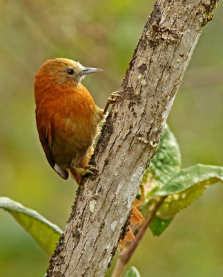 Russet-mantled Softtail