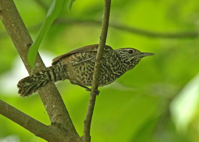 Speckle-breasted Wren