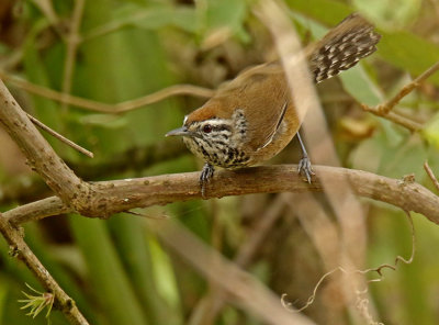 Speckle-breasted Wren