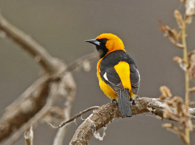 White-edged Oriole