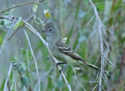 Yellow-bellied Elaenia