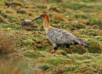 Andean Ibis