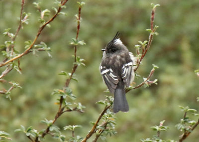 Ash-breasted Tit-Tyrant