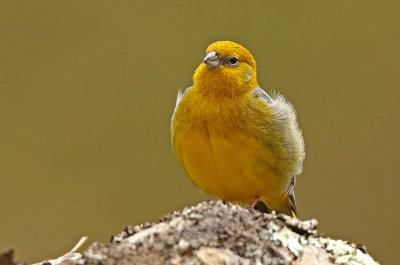 Bright-rumped Yellow-Finch