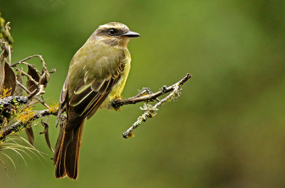 Golden-crowned Flycatcher