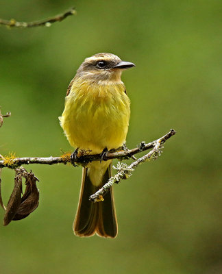 Golden-crowned Flycatcher