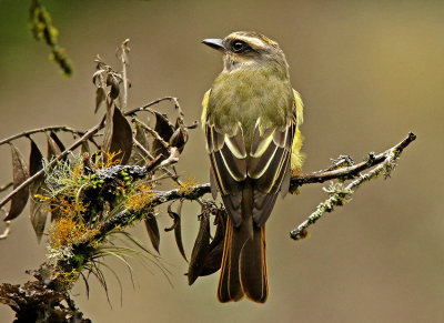 Golden-crowned Flycatcher