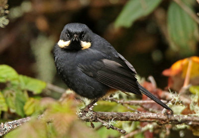 Moustached Flowerpiercer