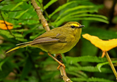 Warblers and Vireos