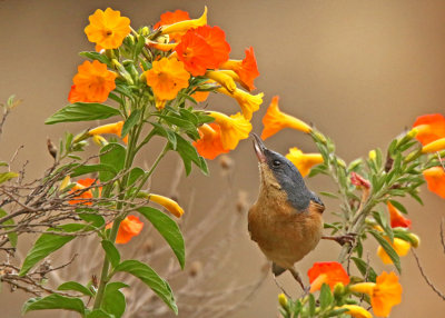 Rusty Flowerpiercer