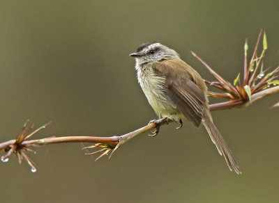 Unstreaked Tit-Tyrant