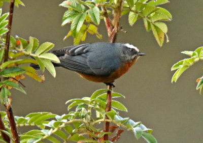 White-browed Conebill