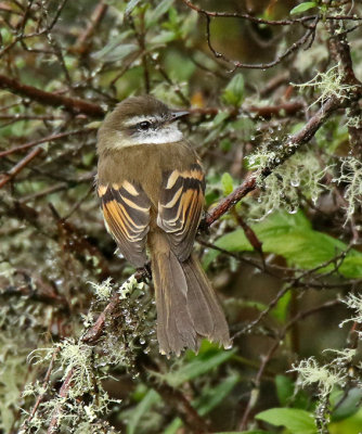 White-throated Tyrannulet