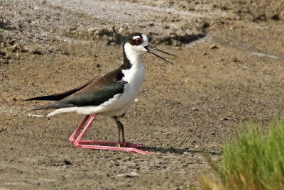 Black-necked Stilt