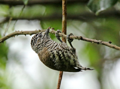 Ecuadorian Piculet