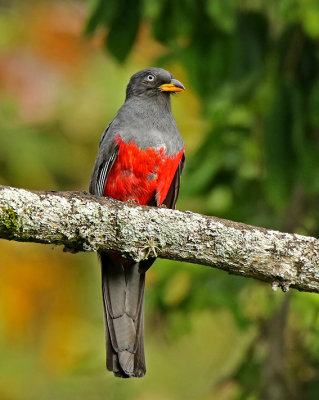 Ecuadorian Trogon