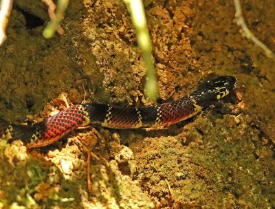 Coral Snake