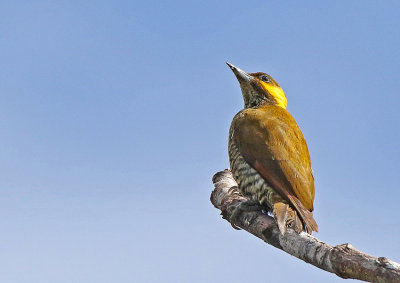 Lita Woodpecker