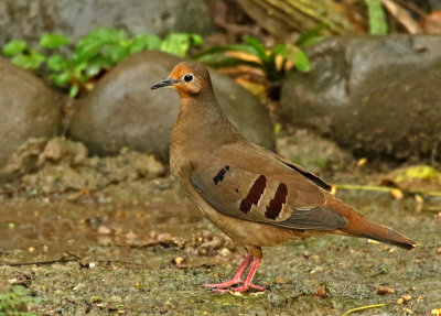 Maroon-chested Ground-Dove