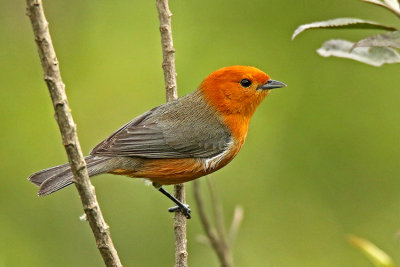 Rufous-chested Tanager