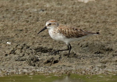 Western Sandpiper