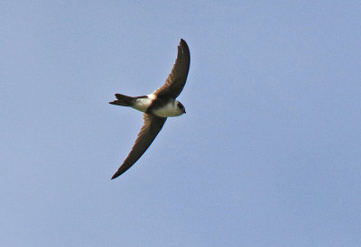 Andean Swift