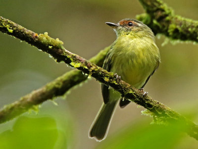 Cinnamon-faced Tyrannulet