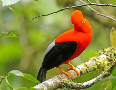 Andean Cock-of-the-Rock
