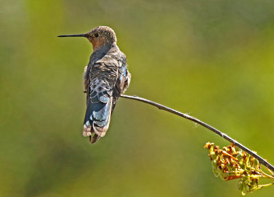 Giant Hummingbird