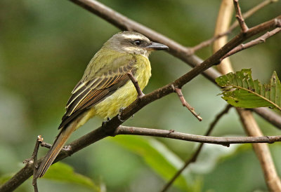 Golden-crowned Flycatcher