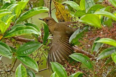 Hauxwell's Thrush